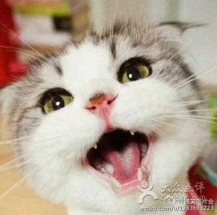 娱乐吃瓜君猫咪老师,娱乐吃瓜君的趣味解读