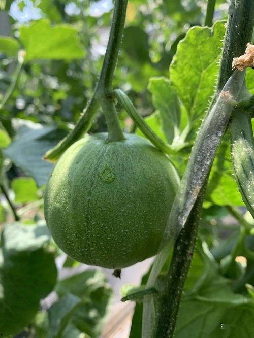 娱乐吃瓜最新瓜,神秘事件引发热议，真相即将揭晓！